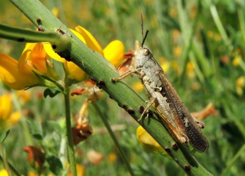 Chorthippus jacobsi
